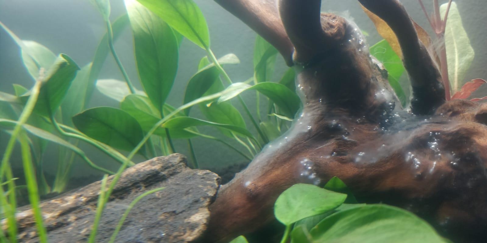 Comment mettre une racine dans un aquarium ?