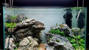 Nano aquarium spécial crevettes et aquascaping 30litres noir