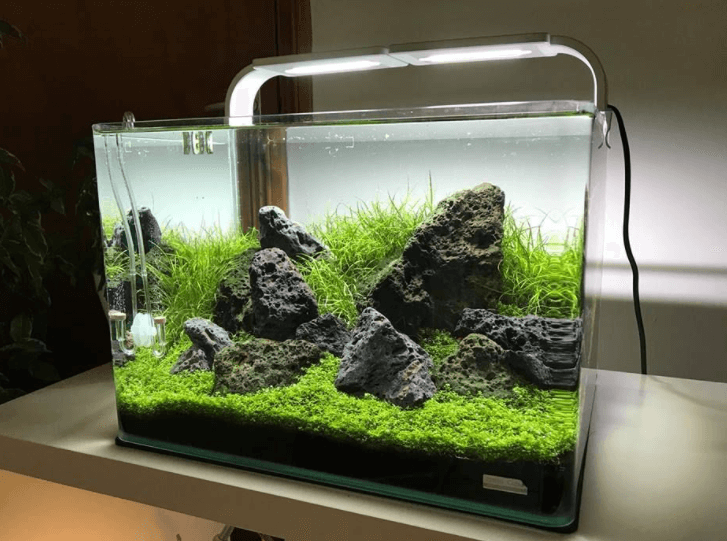Pince courbée 27 cm : plantes d'aquarium et aquascaping - Materiel-aquatique