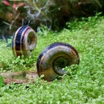 Bubba's Snail Marisa cornuarietis