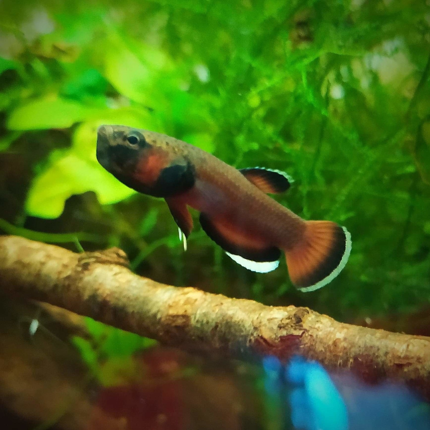 Bubba's Fishs Betta albimarginata (Sebuku, borneo)