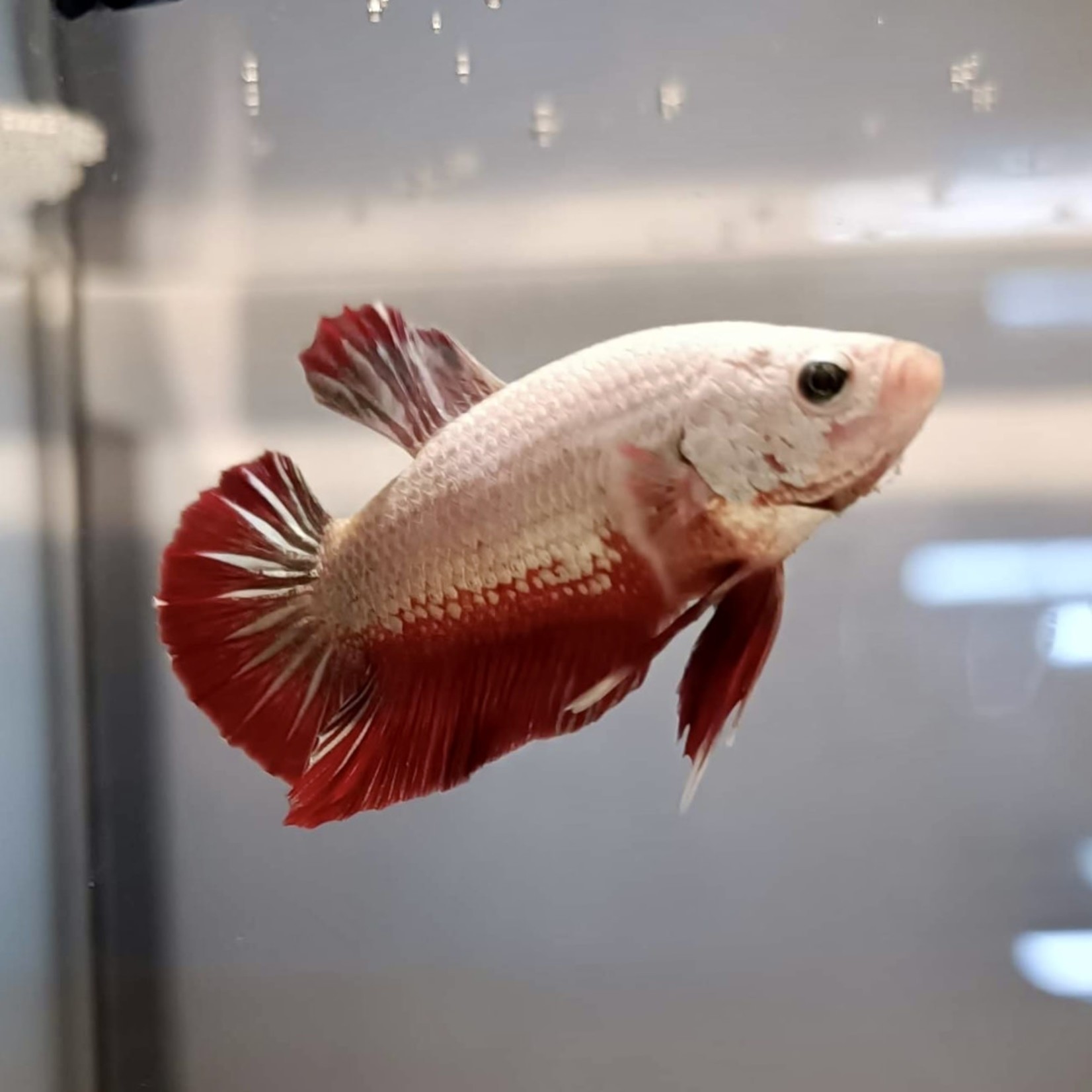 Bubba's Fishs Betta Red Dragon