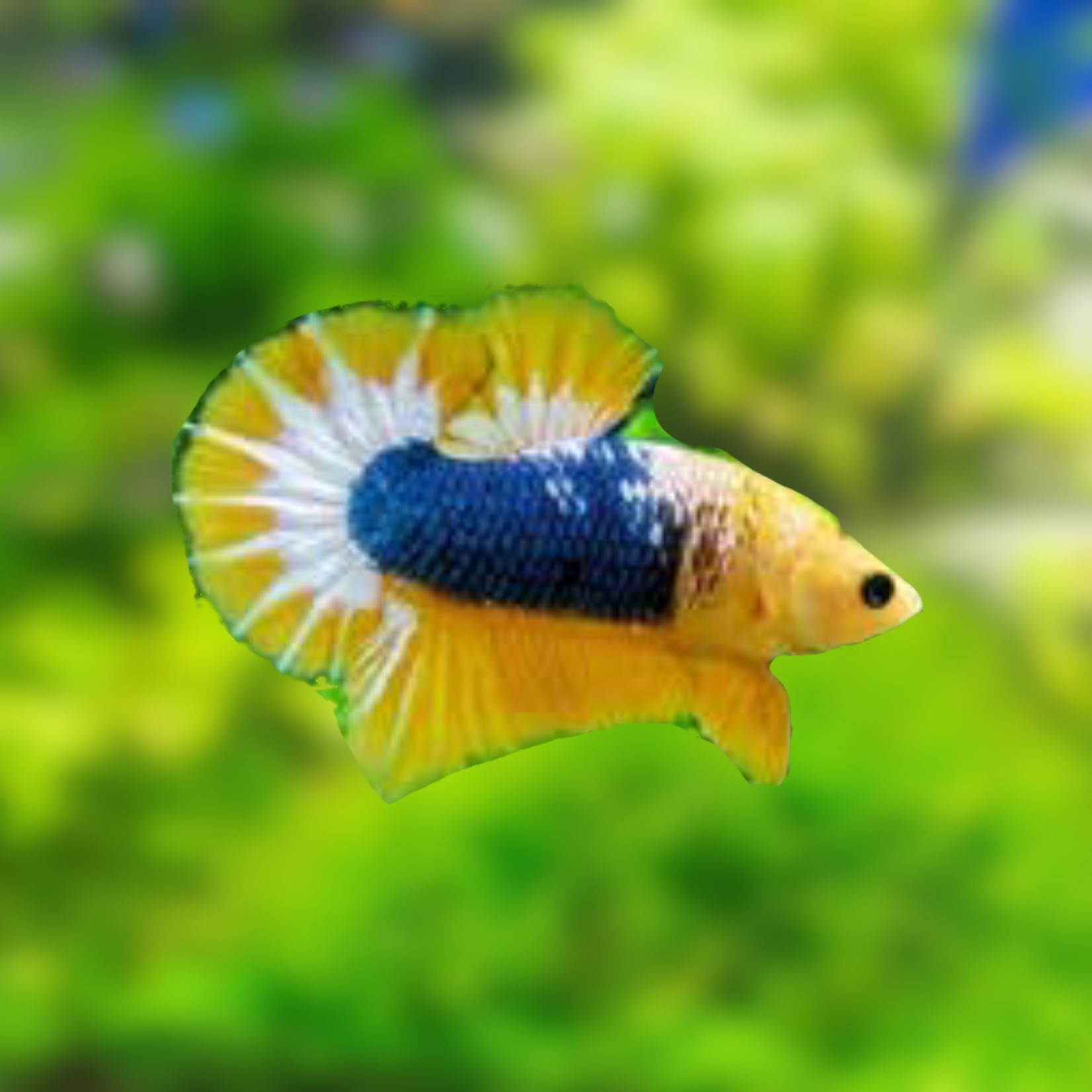 Bubba's Fishs Betta gele fantasie