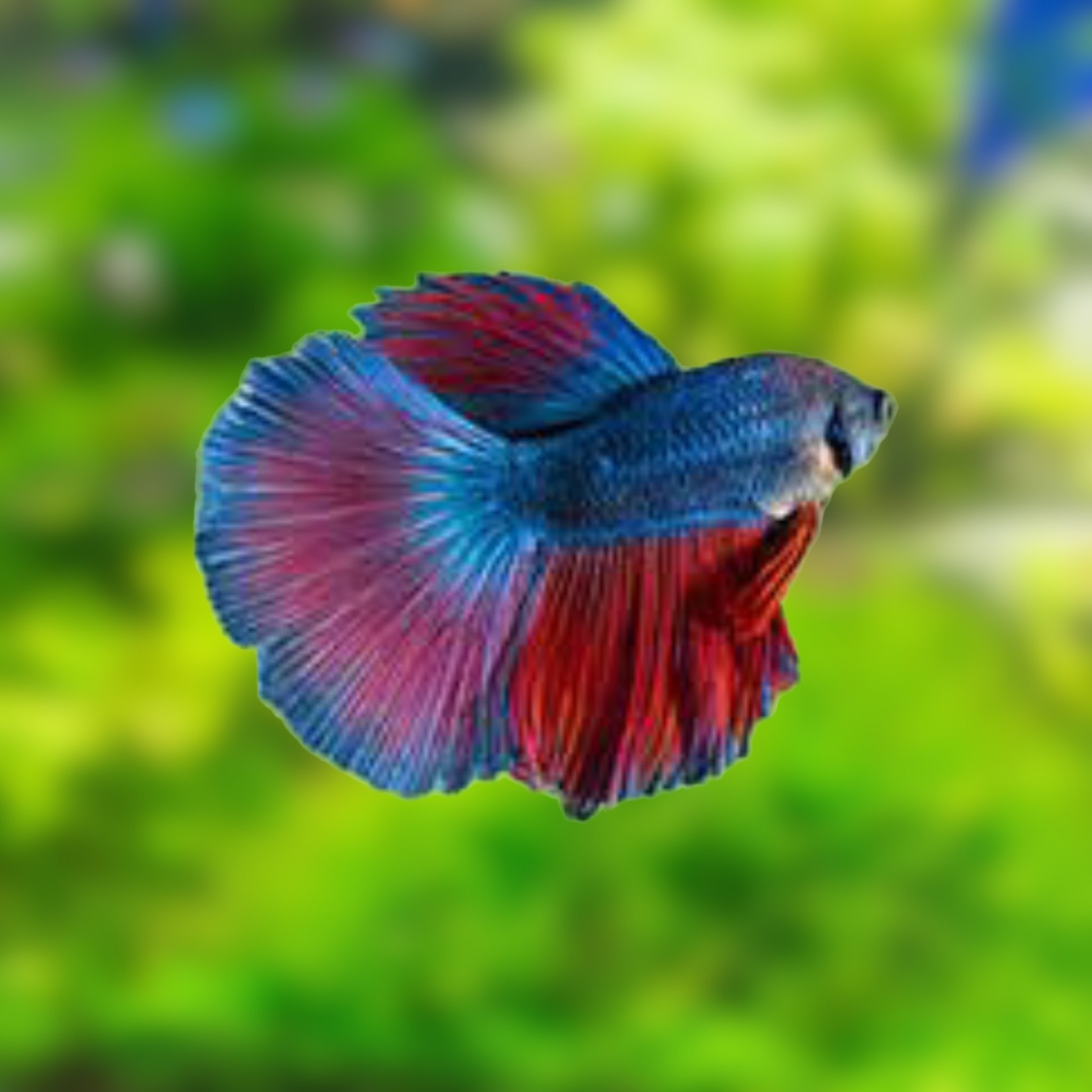 Bubba's Fishs Betta Super Delta Mix