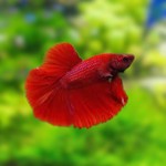 Bubba's Fishs Super rood