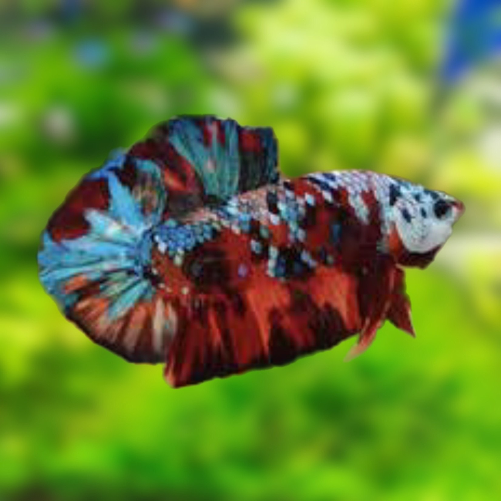 Bubba's Fishs Giant Betta Multicolor