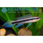 Bubba's Fishs Taeniacara candidi