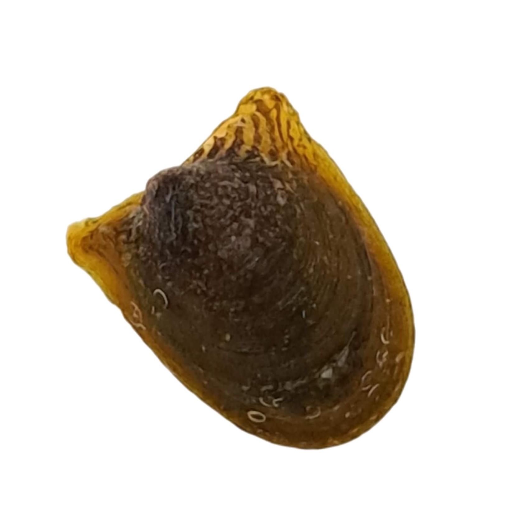 Escargots Neritina auriculata - Batman