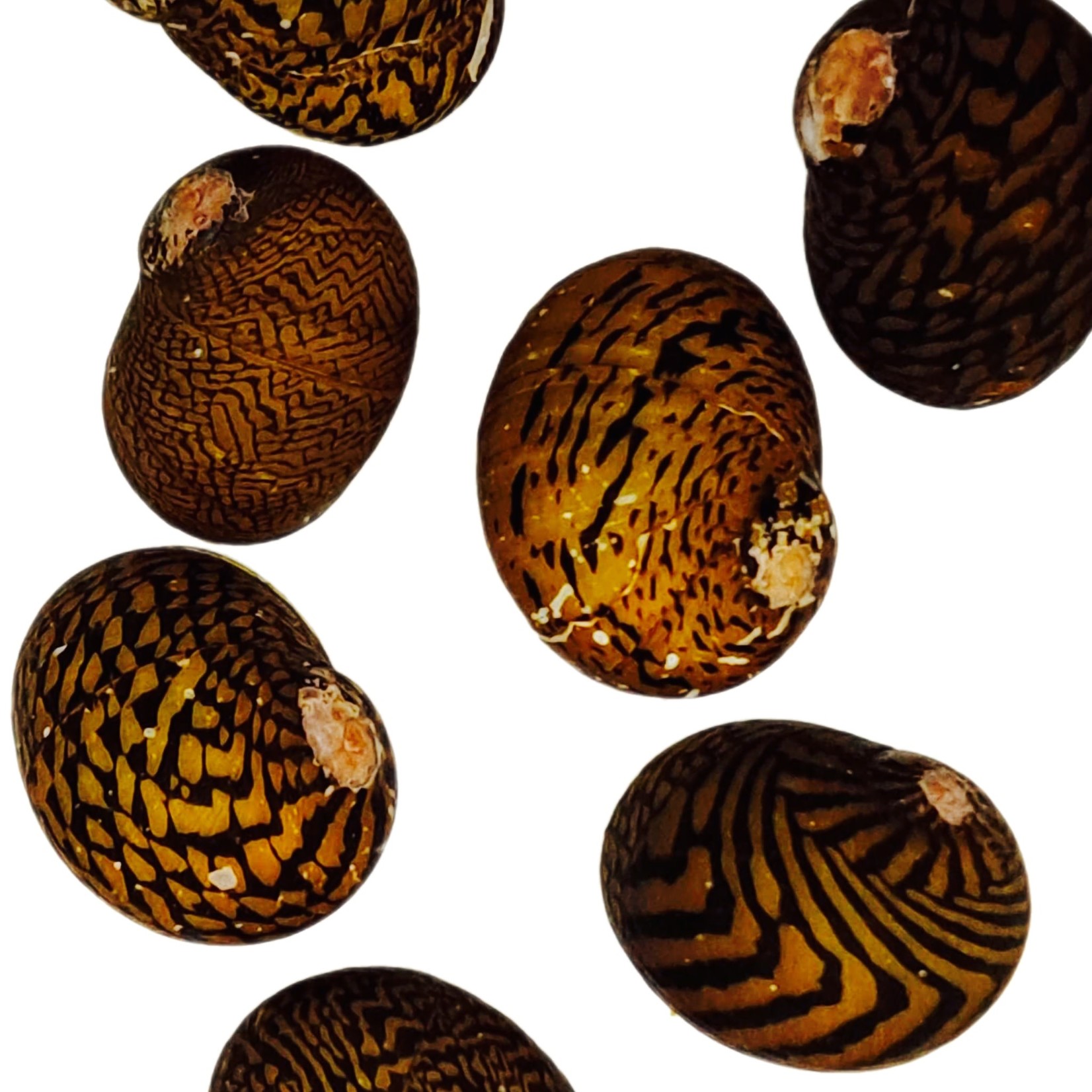 Bubba's Snail Neritodryas dubia Lightning Bolt Snail (Tiger) Bubba