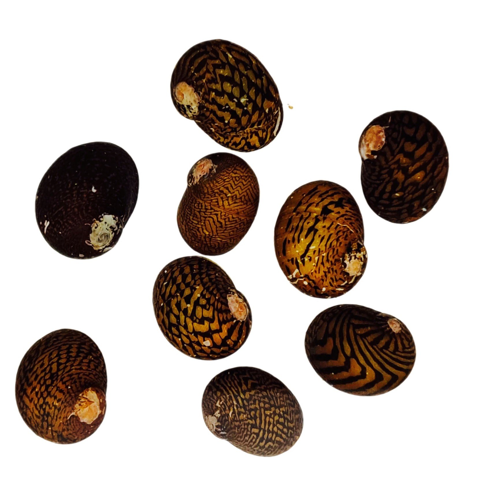 Bubba's Snail Neritodryas dubia Lightning Bolt Snail (Tiger) Bubba