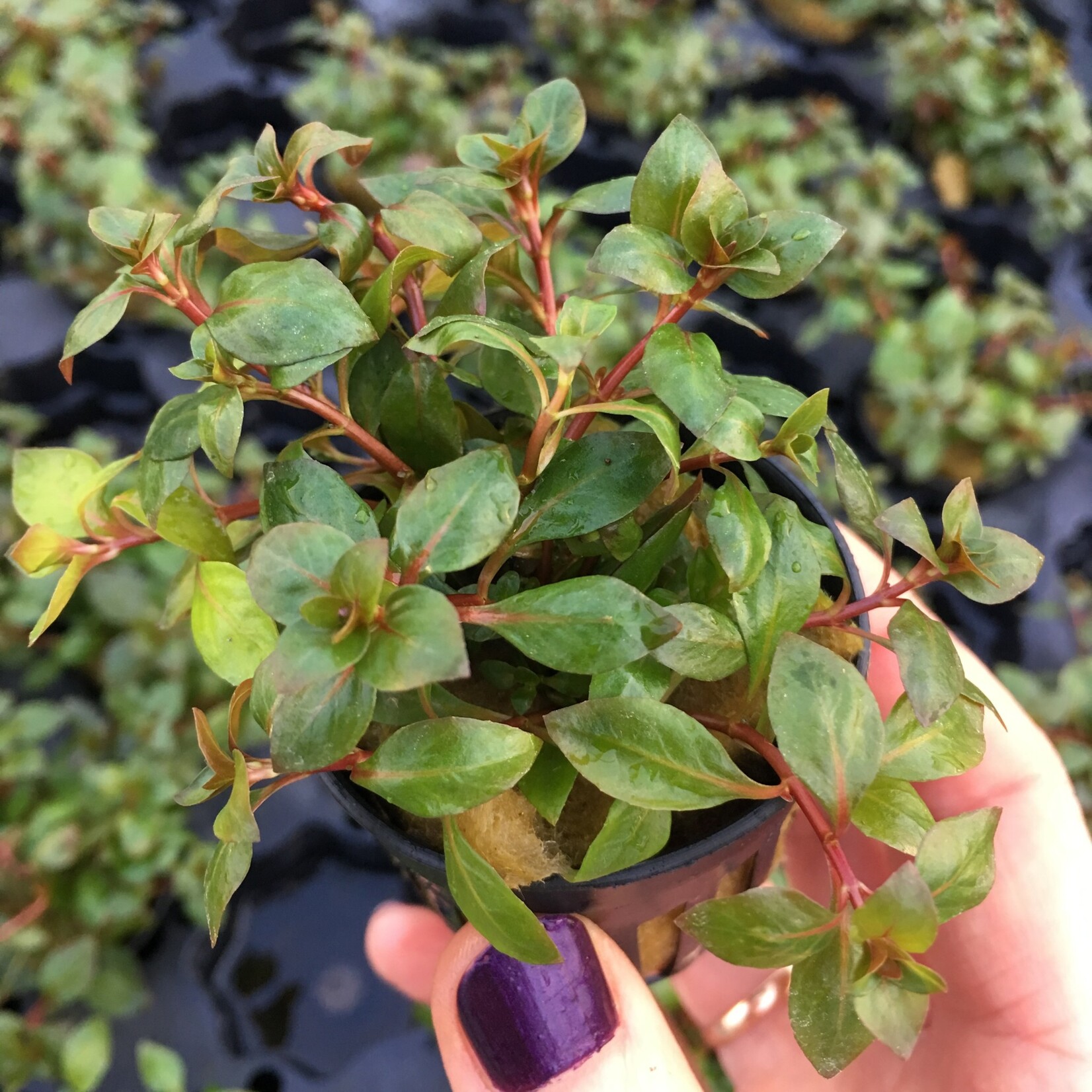 Bubba's Plants Ludwigia palustris red