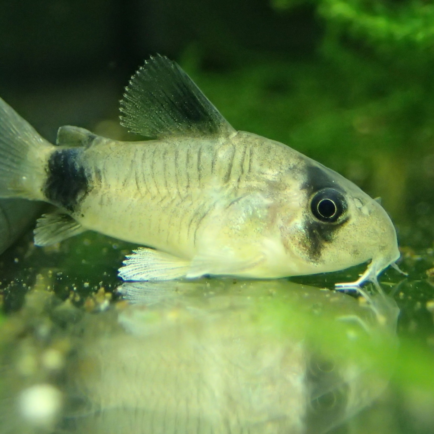 Bubba's Fishs Corydoras panda