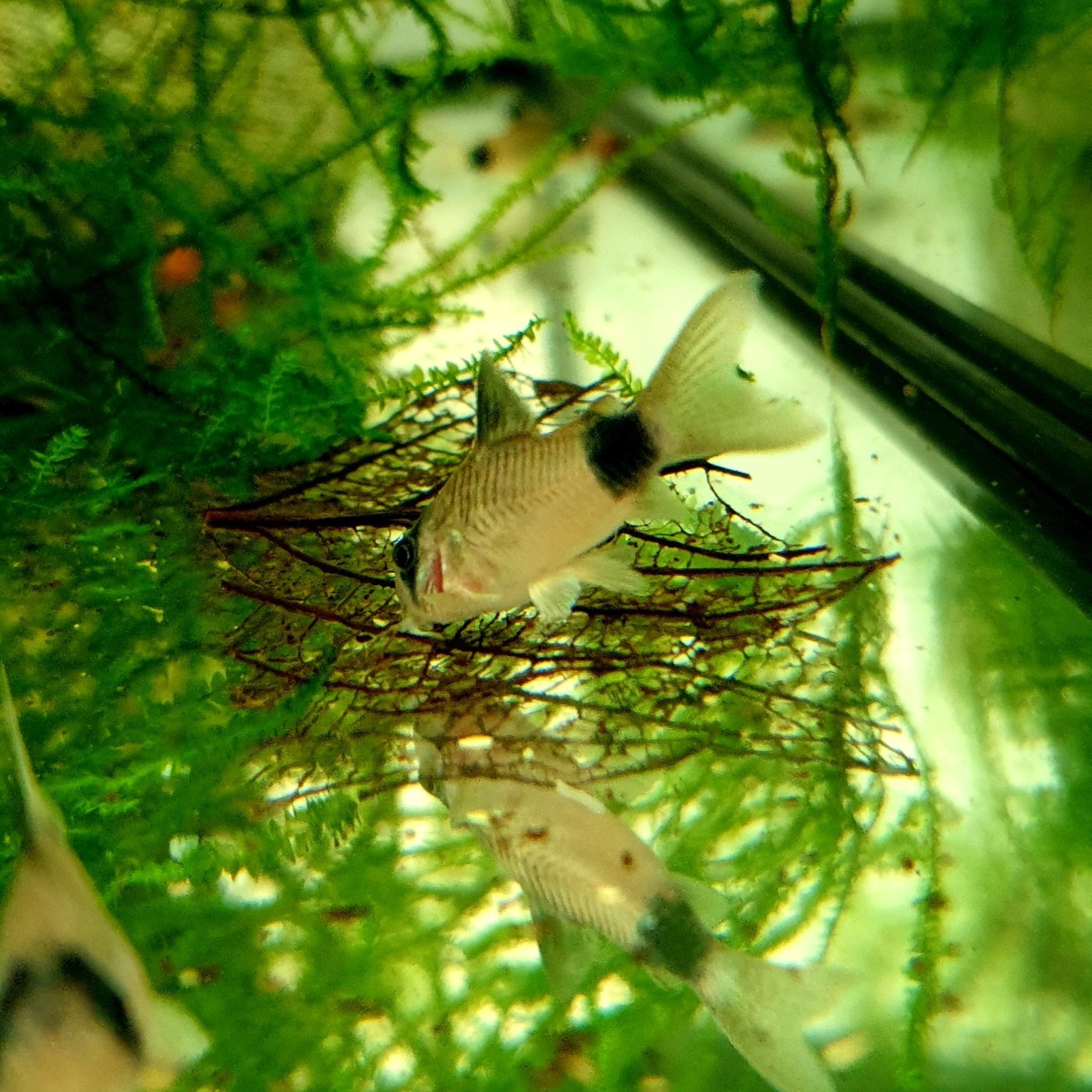 Bubba's Fishs Corydoras panda