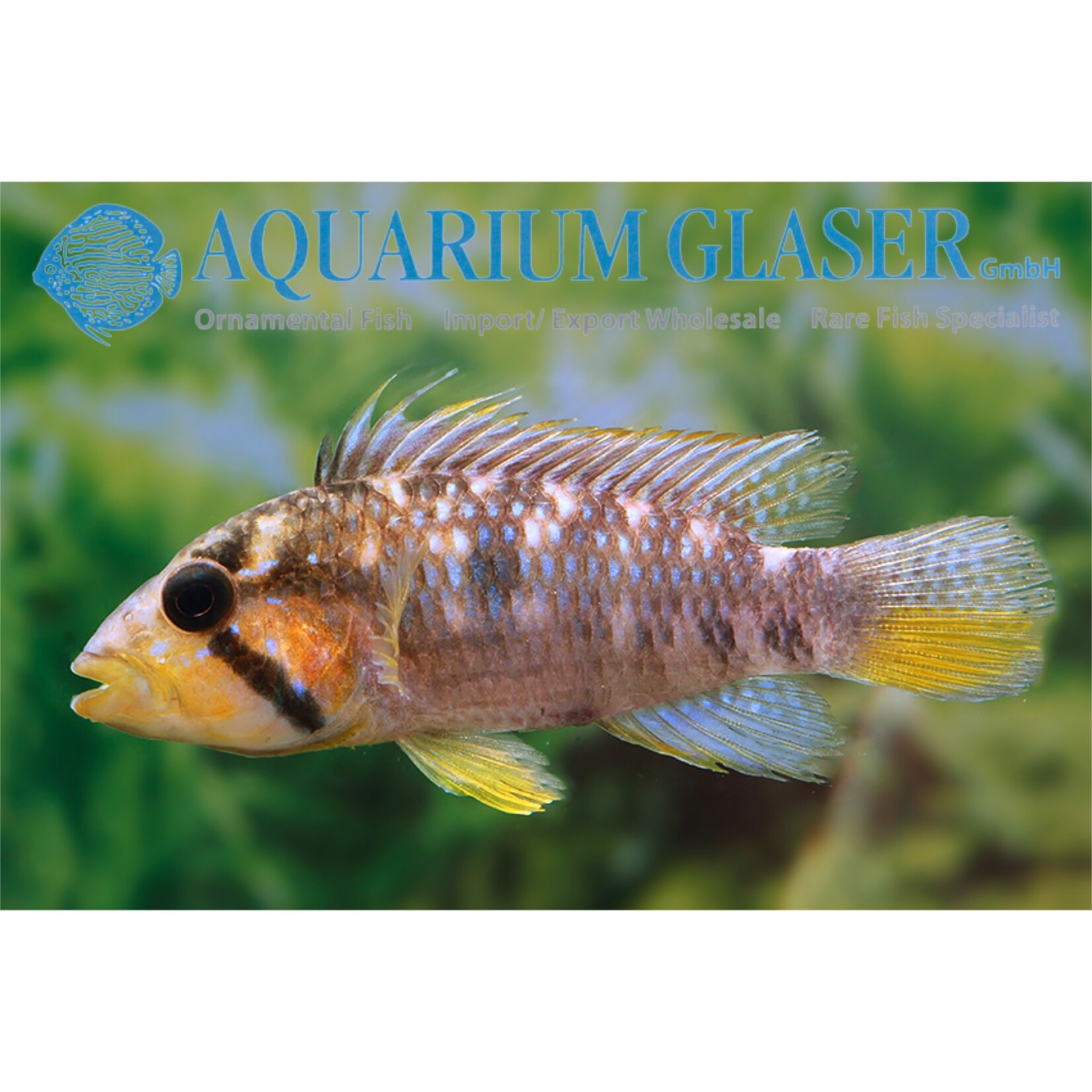 Bubba's Fishs Apistogramma barlowi ( incubateur buccale) (pièce)