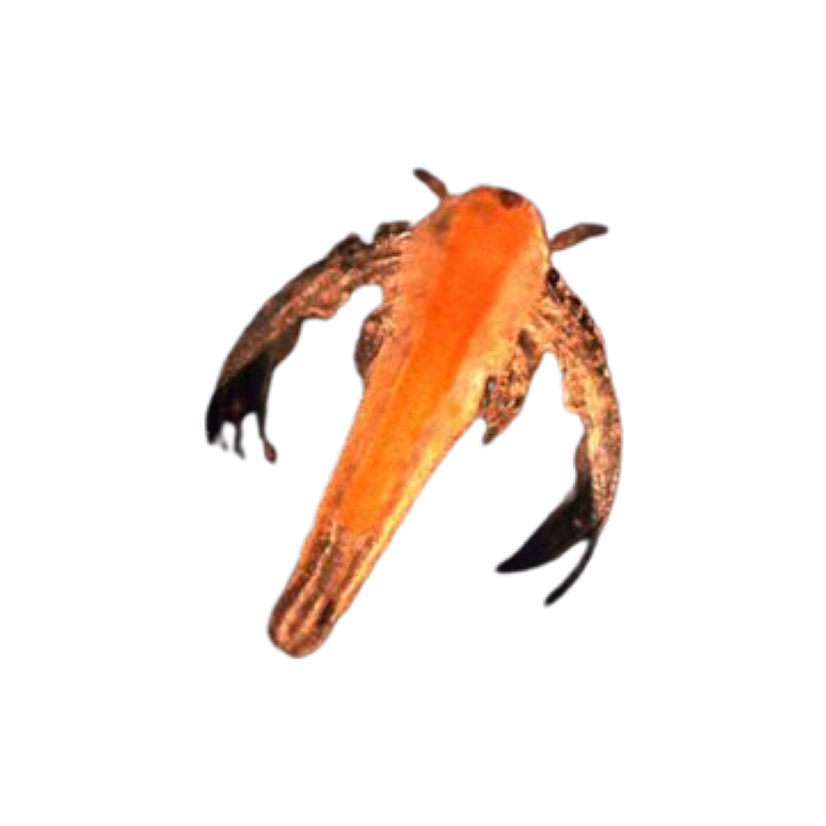 Artemia Brine Shrimp - Live