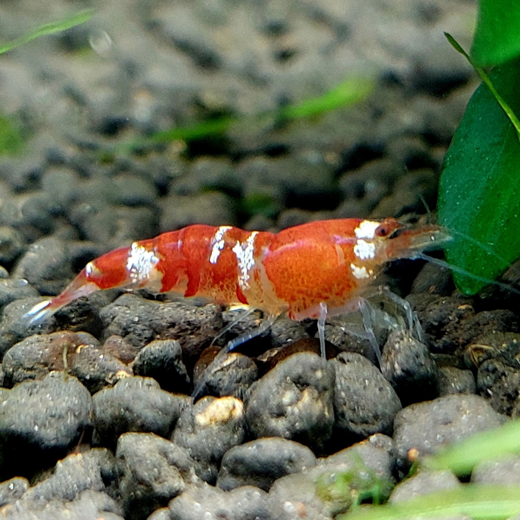 Bubba's Shrimps Super Crystal Red - SCR