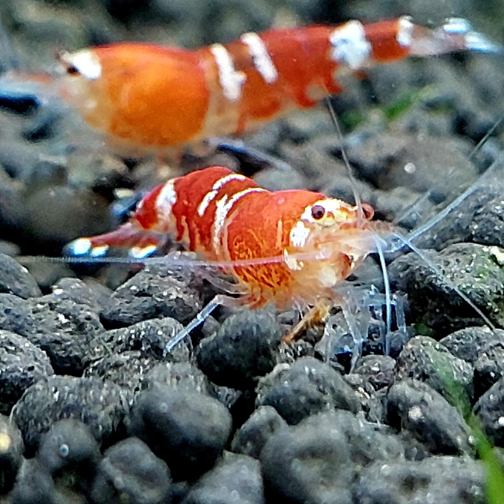 Bubba's Shrimps Super Crystal Red - SCR