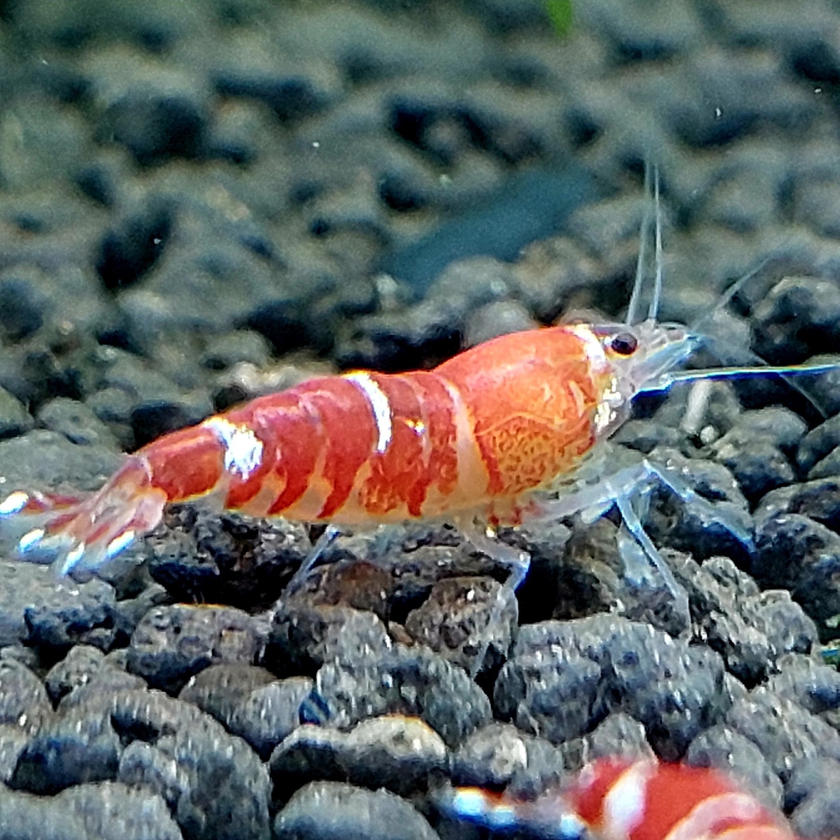 Bubba's Shrimps Super Crystal Red - SCR