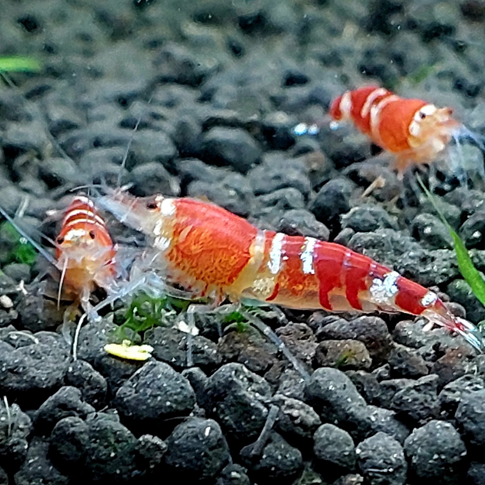 Bubba's Shrimps Super Crystal Red - SCR