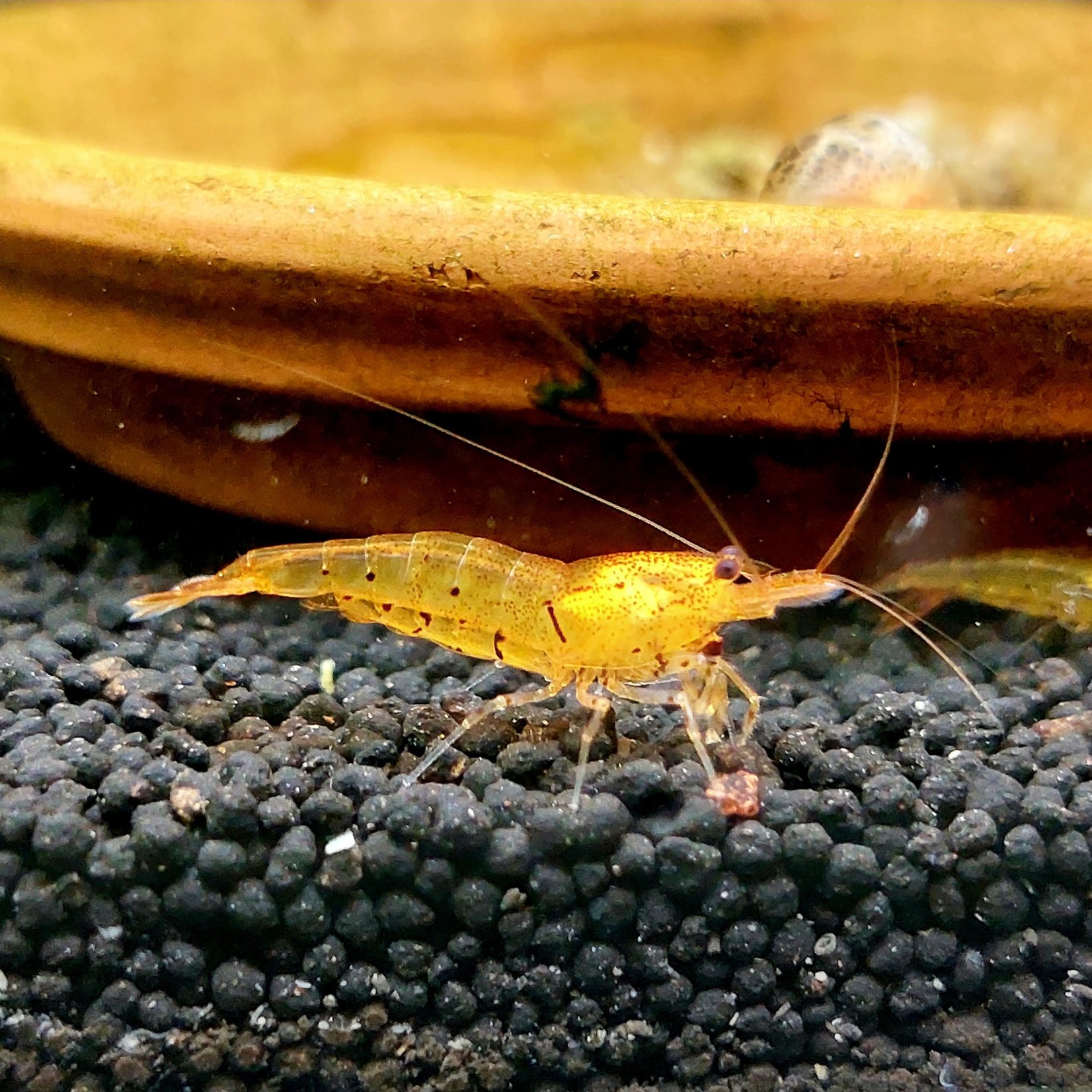 Bubba's Shrimps Caridina Tangerine Tiger