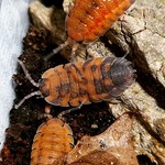 Cloportes Porcellio scaber “Lava”