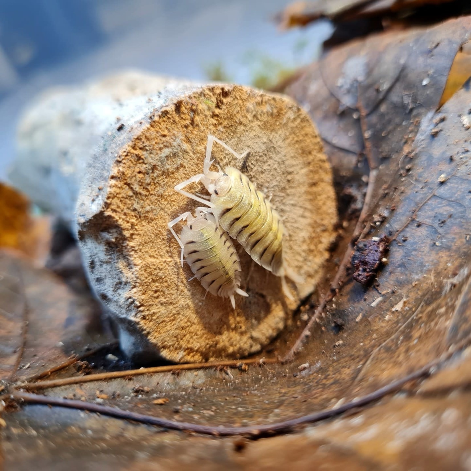 Cloportes Porcellio bolivari