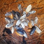 Cloportes Porcellio laevis MIX