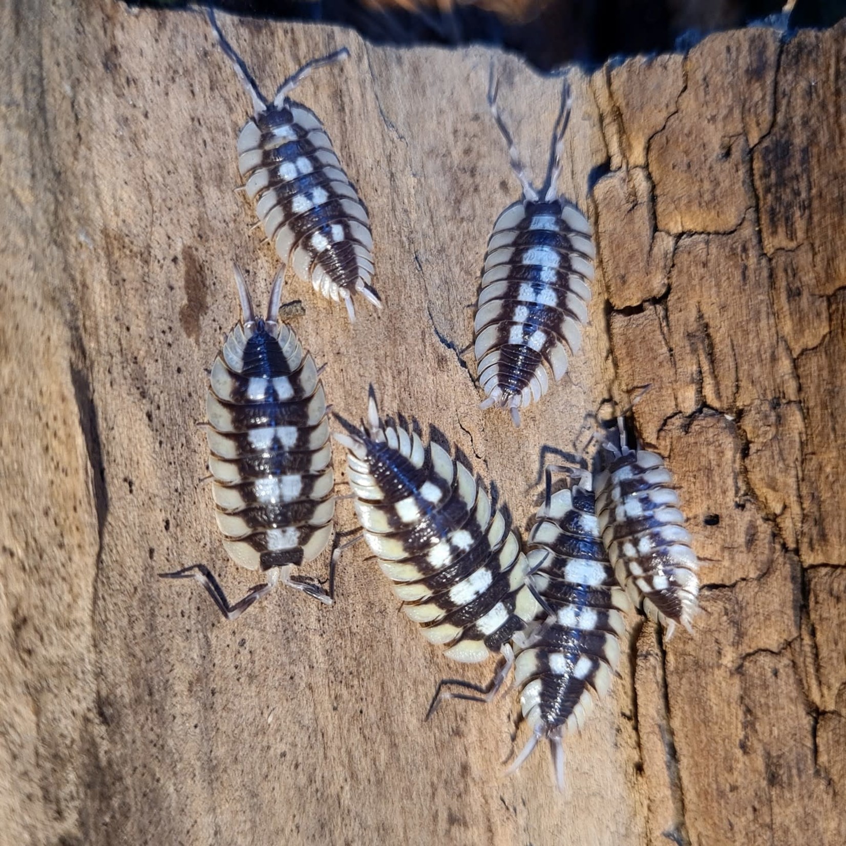 Cloportes Porcellio expansus