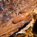 Cloportes Armadillidium vulgare “Red”