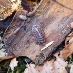 Bubba's Insects Armadillidium klugii “Pudding”