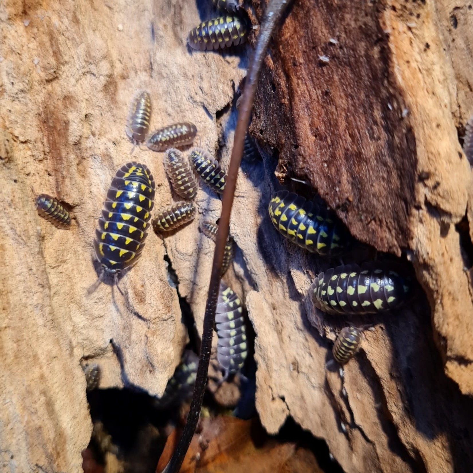 Cloportes Armadillidium gestroi