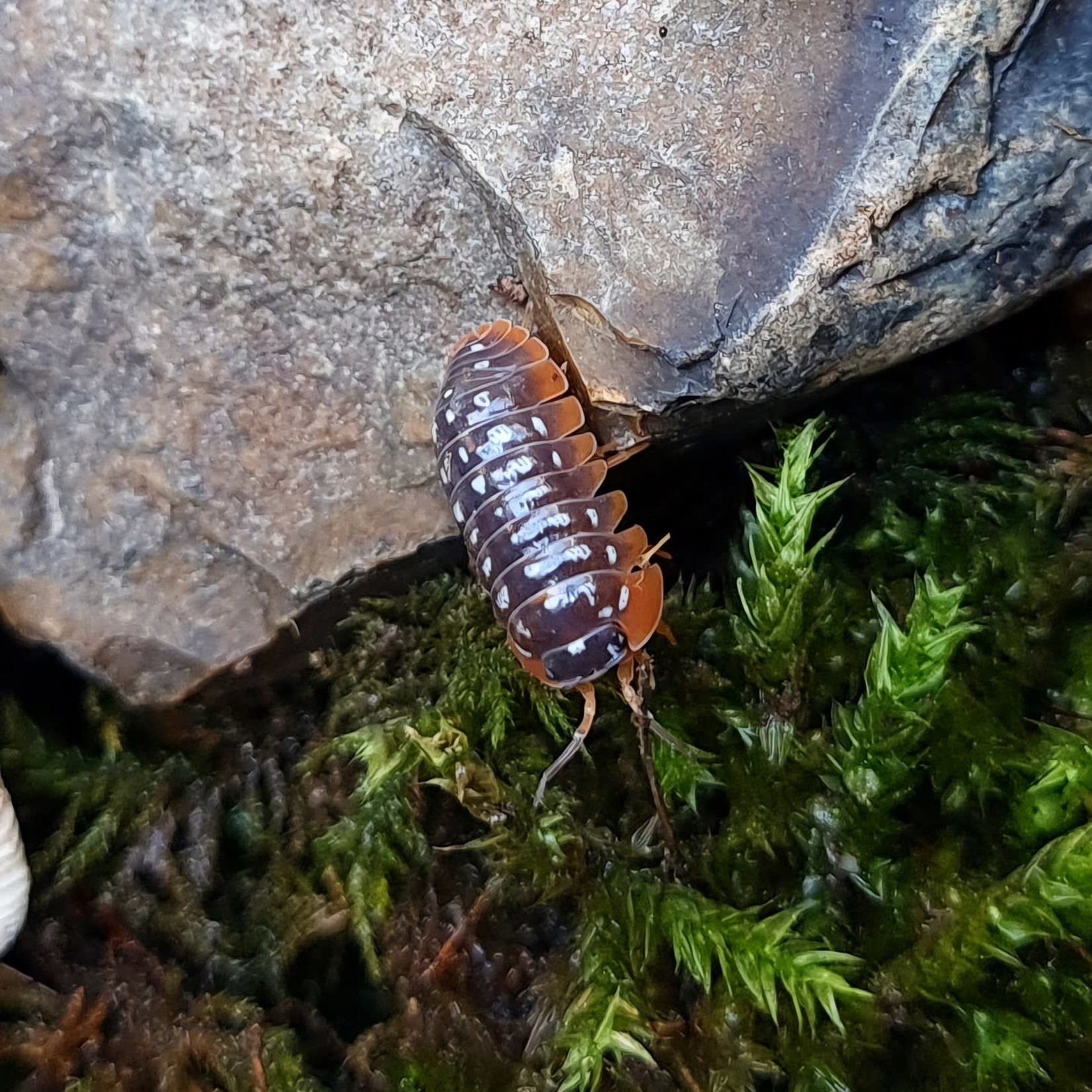 Cloportes Armadillidium klugii “Montenegro”