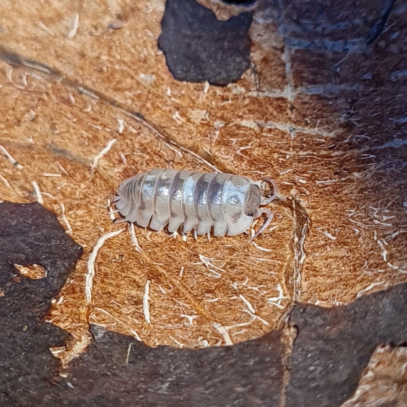 Cloportes Armadillidium espanyoli “Marbelized”