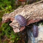 Cloportes Armadillidium frontirostre