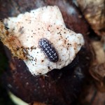 Cloportes Armadillidium gestroi “White”