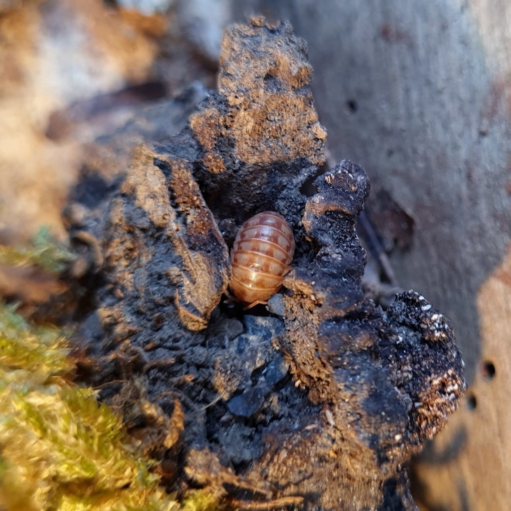 Cloportes Armadillidium nasatum “Peach”