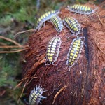 Cloportes Porcellio haasi “High yellow”