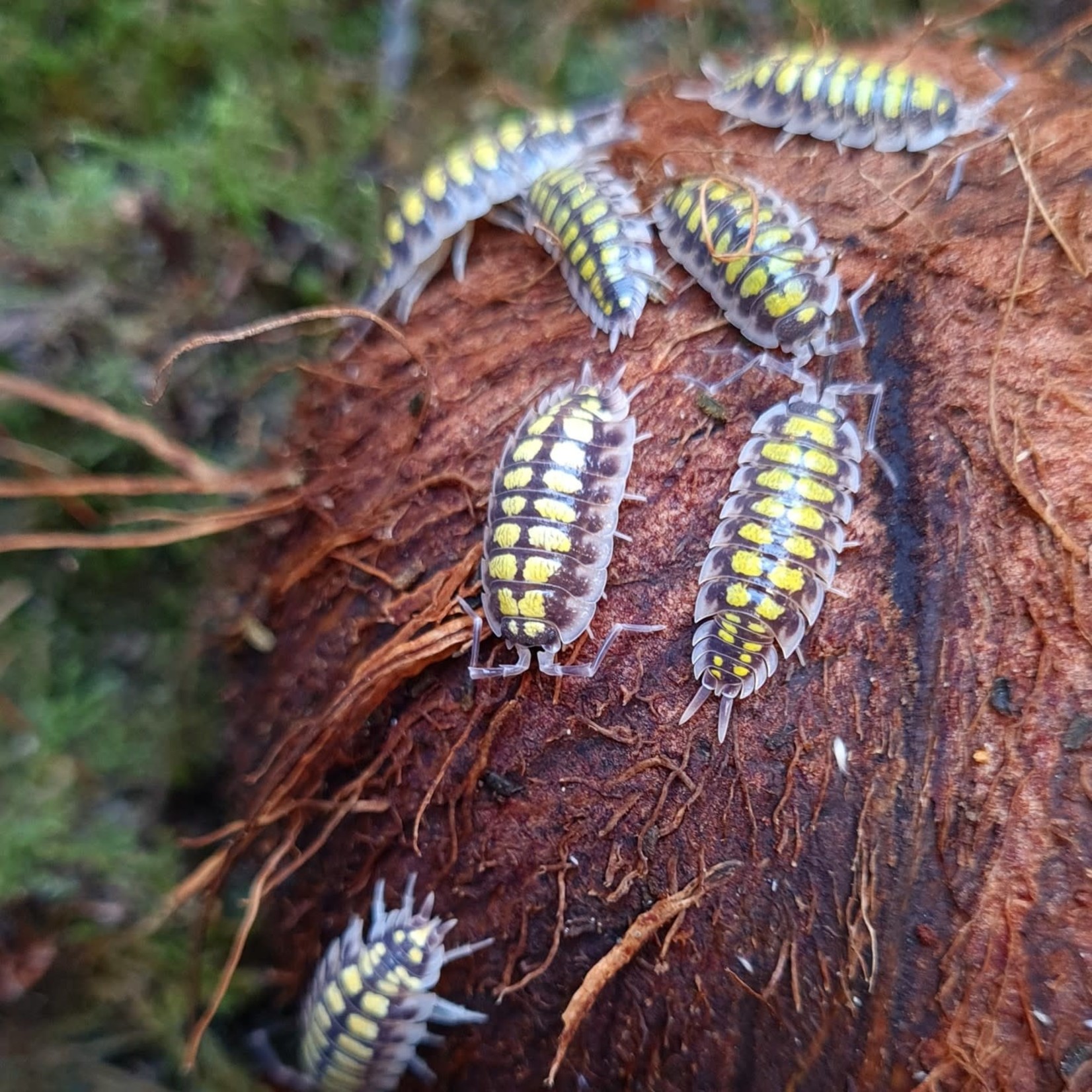 Cloportes Porcellio haasi “High yellow”