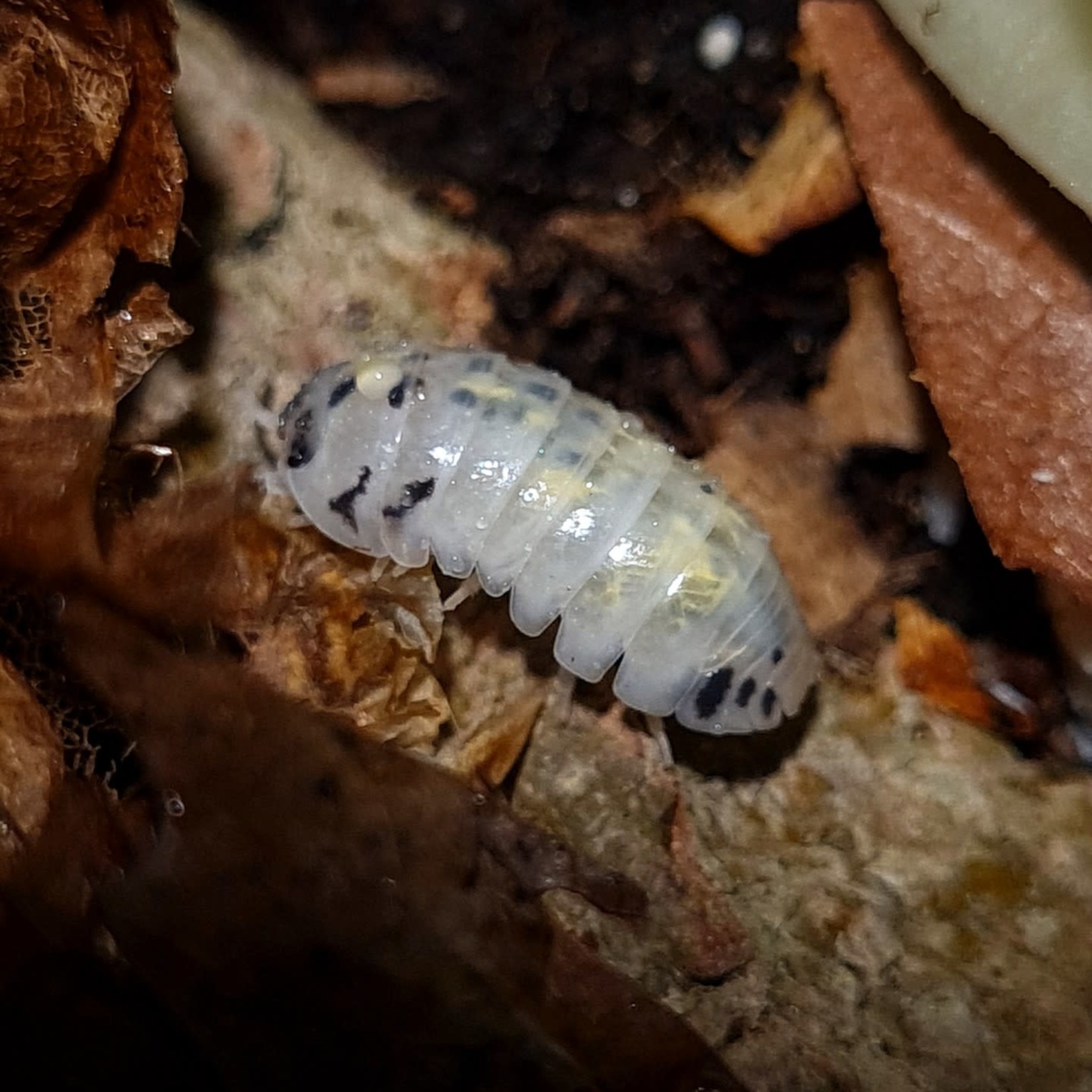 Cloportes Armadillidium vulgare “Magic potion”