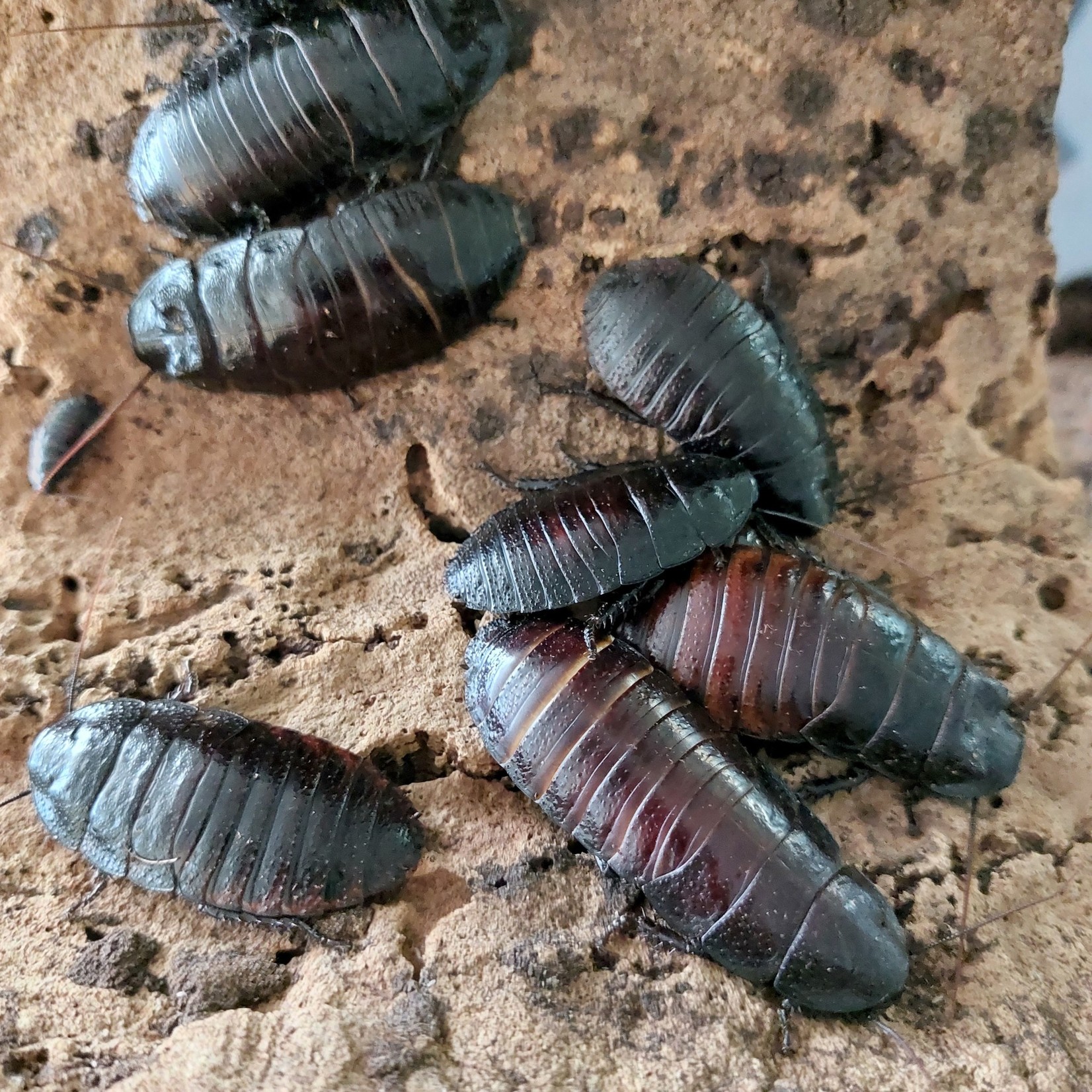 Bubba's Insects Madagascar blower cockroach (Gromphadorhina portentosa)