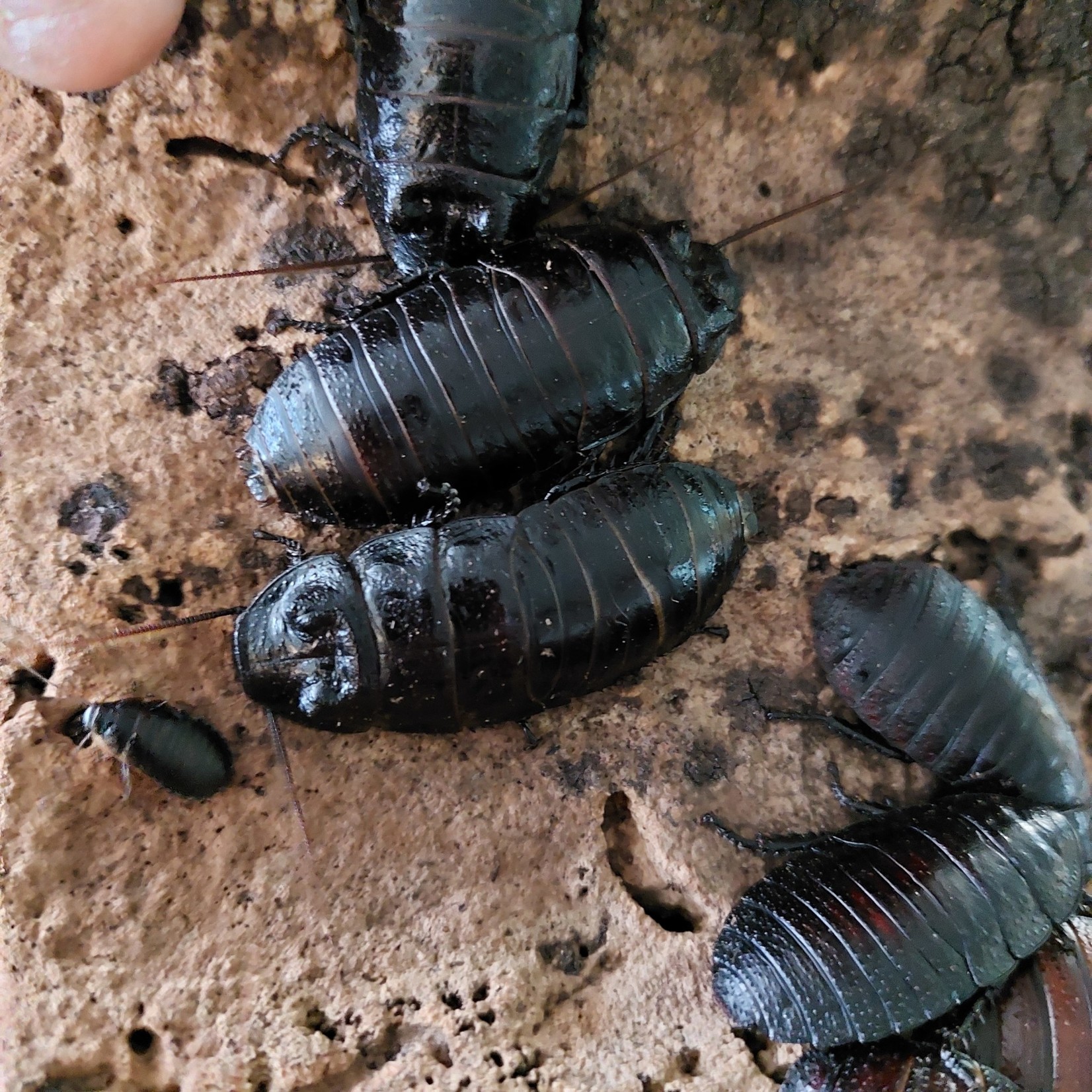 Bubba's Insects Kakkerlak uit Madagaskar (Gromphadorhina portentosa)