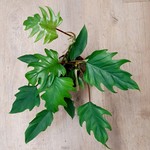 Bubba's Philos Philodendron-mayonaise