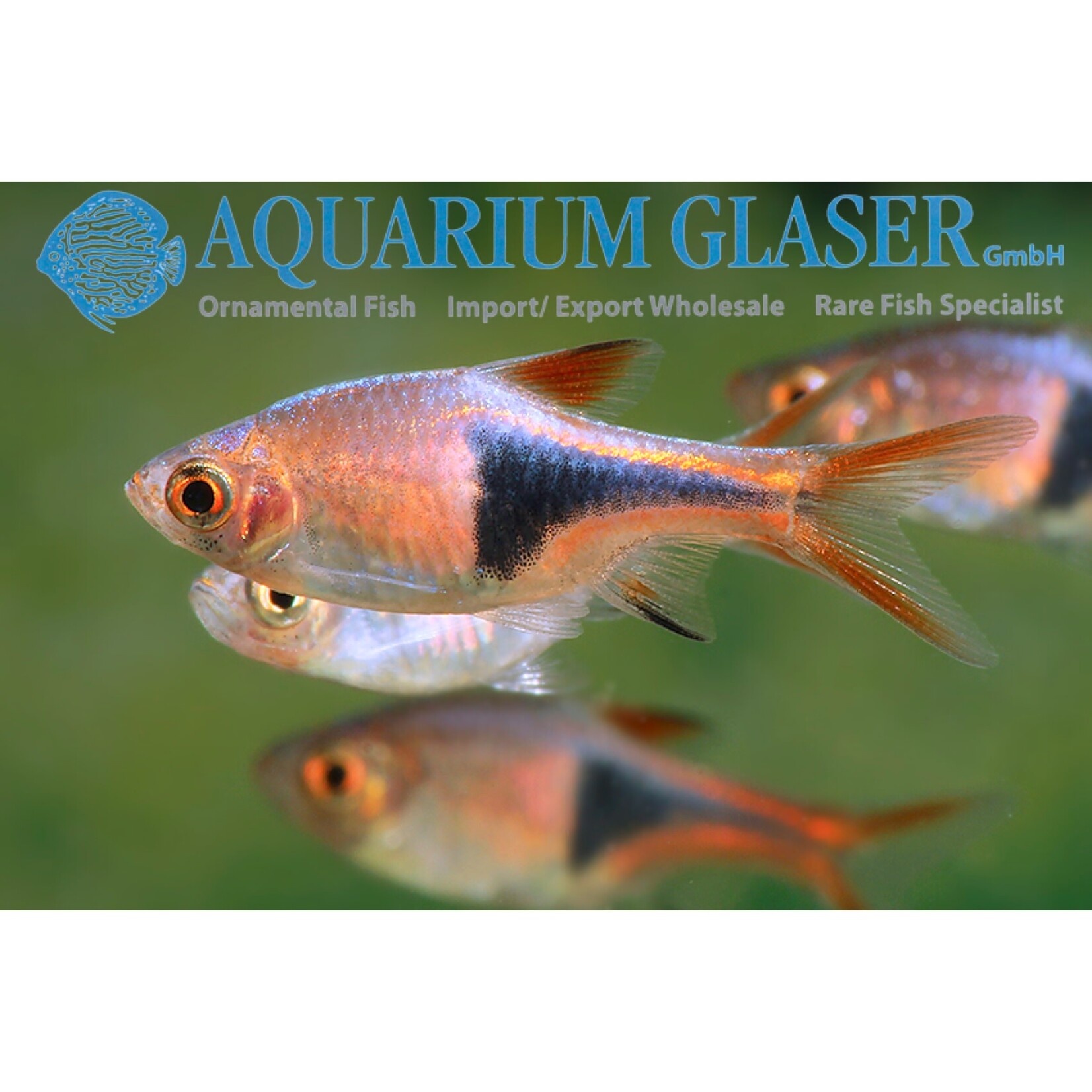Bubba's Fishs Rasbora Arlequin - Trigonostigma heteromorpha