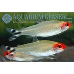 Bubba's Fishs Nez rouge - Hemigrammus Bleheri