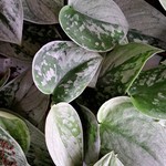 NLS Pothos - Scindapsus pictus Silvery ann