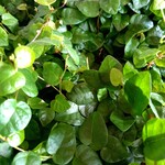 NLS Ficus pumila Groen zonnig
