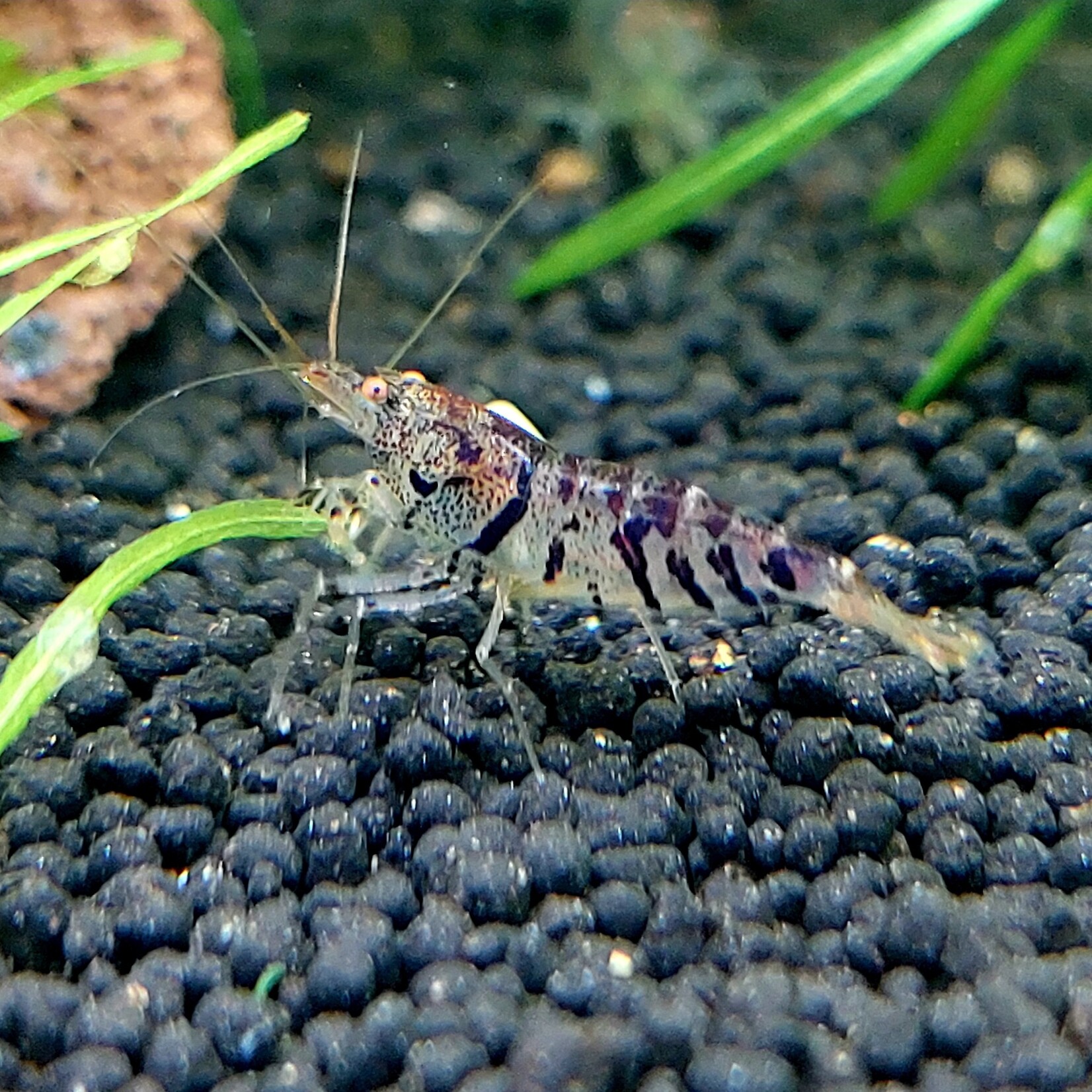 Bubba's Shrimps Caridina mariae - Tiger