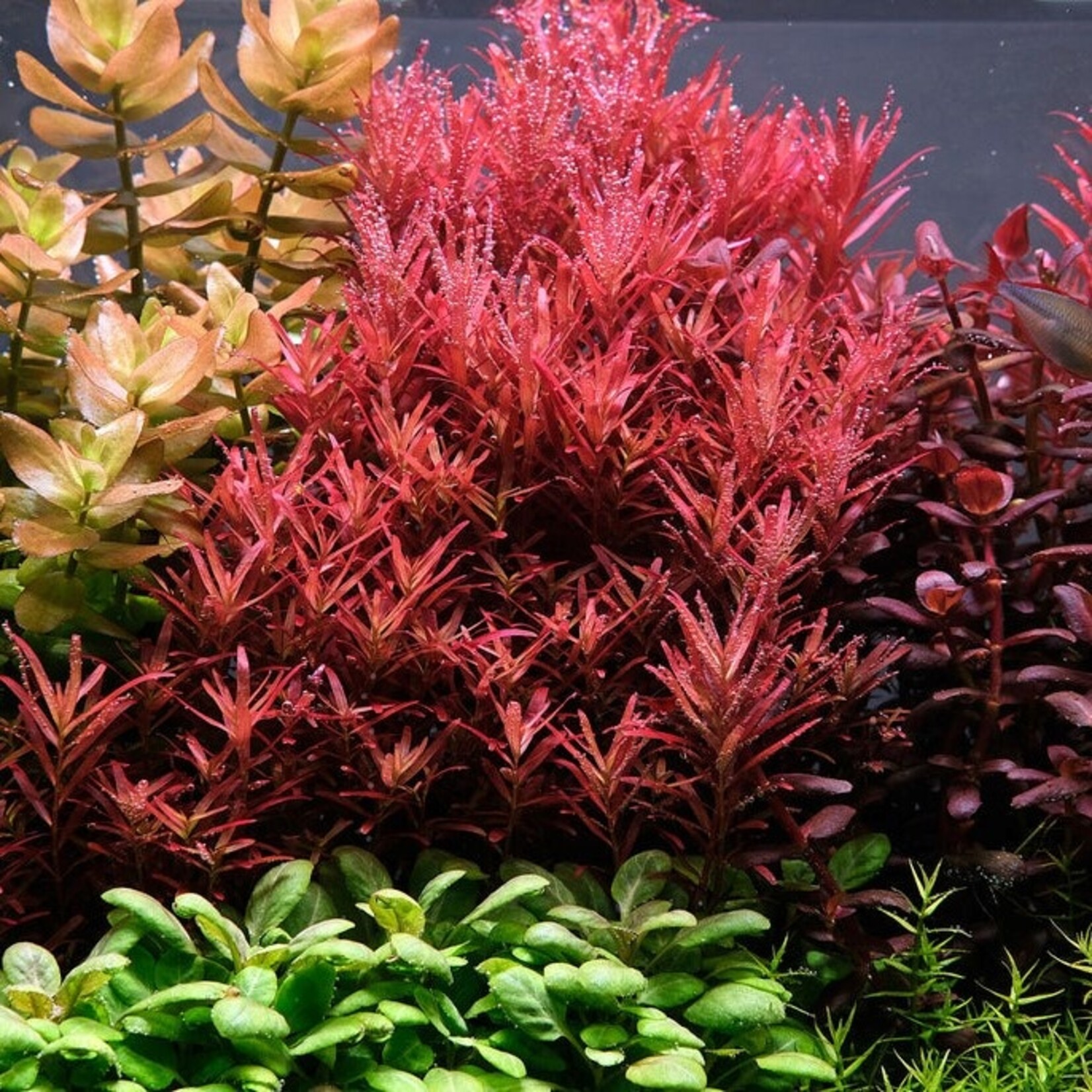 Bubba's Plants Rotala blood red Singapore variant