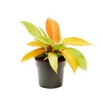 NLS Philodendron prince of orange