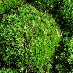 NLS Leucobryum Ball Moss